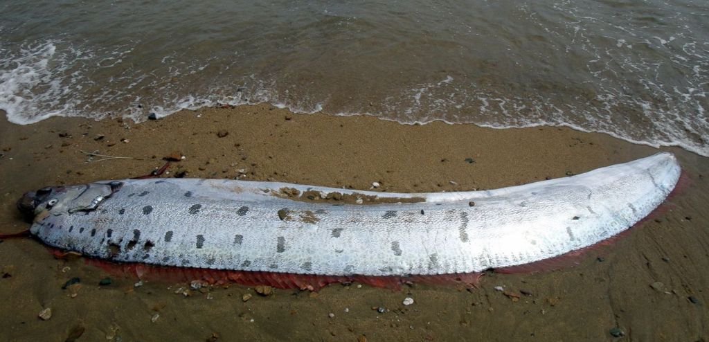 Doomsday Fish shows itself in Mexico